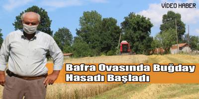 Bafra Ovasında Buğday Hasadı Başladı