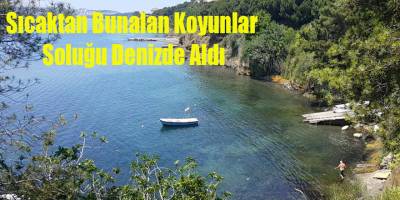 Sıcaktan Bunalan Koyunlar Soluğu Denizde Aldı