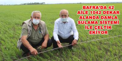 Bafra'da 42 Aile Damla Sulama Sistemi İle Çeltik Ekiyor