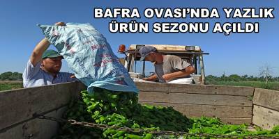 Bafra Ovası'nda yazlık ürün sezonu açıldı