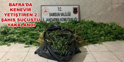 Bafra'da  kenevir yetiştiren 2 şahıs suçüstü yakalandı