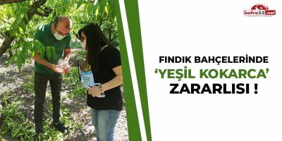 Fındık Bahçelerinde Yeşil Kokarca Zararlısı!