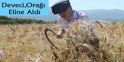Deveci Orağı Eline Aldı