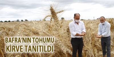 Bafra'nın Tohumu Kirve Tanıtıldı