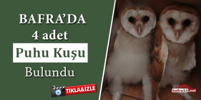 Bafra'da 4 adet Puhu Kuşu Bulundu