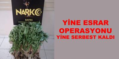 Bafra'da Esrar Operasyonu; Yine serbest bırakıldı