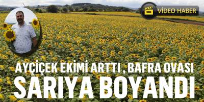Ayçiçeği Ekimi Arttı, Bafra Ovası Sarıya Boyandı