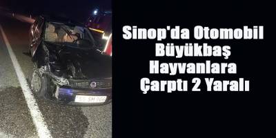 Sinop'da Otomobil Büyükbaş Hayvanlara Çarptı 2 Yaralı