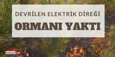 Devrilen Elektrik Direği Ormanı Yaktı