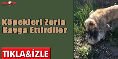 Vahşet: "Köpekleri Zorla Kavga Ettirdiler"