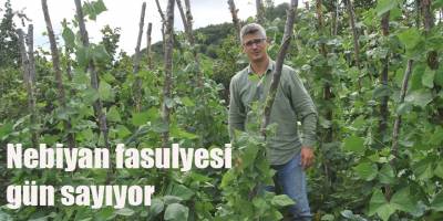 Nebiyan Fasulyesi Gün Sayıyor