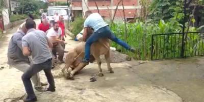 Kurbanlık Boğa boynuzu tutan şahsı böyle savurdu