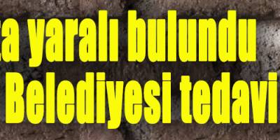 Sokakta yaralı bulundu, Büyükşehir Belediyesi tedavi etti