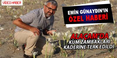 Alaçam'da Kum Zambaklarının Öneminin Farkında Değilliz