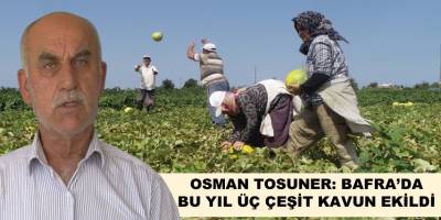 Osman Tosuner, Bafra 'da bu Yıl Üç Çeşit Kavun Ekildi