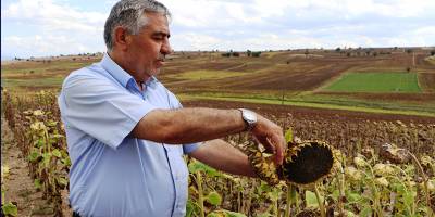 Ayçiçeği hasat için gün sayıyor
