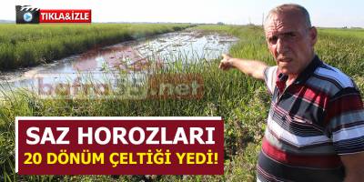 Saz Horozları 20 Dönüm Çeltiği Yedi