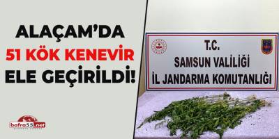 Alaçam'da 51 Kök Kenevir!