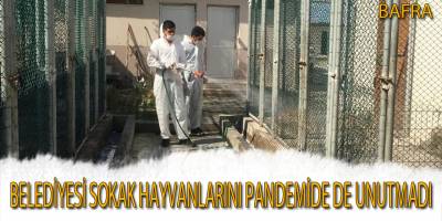 Bafra Belediyesi sokak hayvanlarını pandemide de unutmadı