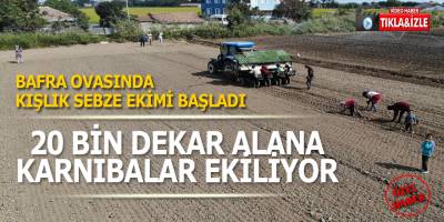 Bafra’da Kışlık Karnabahar Ekimi Başladı