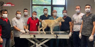 Yaralı Köpek 1 Ayda Tedavi Edildi