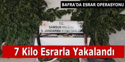 Bafra’da 401 Kök Hint Keneviri ele geçirildi