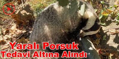 Yaralı Porsuk Milli Parklar’a teslim edildi
