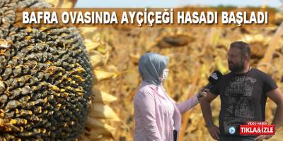 Bafra’da ayçiçeği için hasat dönemi başladı