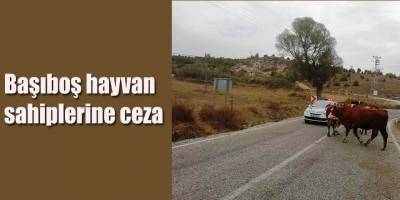 Başıboş hayvan sahipleri 3 ay hapis yatacak