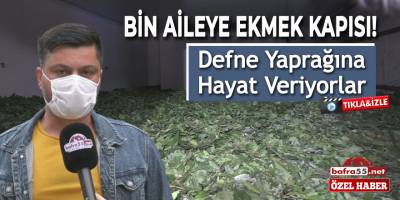 Alaçam'da Defne yaprağı geçim kaynağı oldu