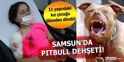 Samsun'da pitbull dehşeti!