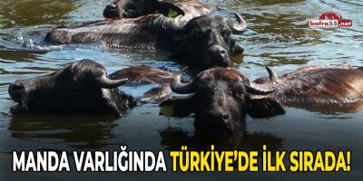Manda varlığında Türkiye’de ilk sırada!