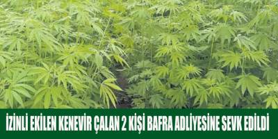 İZİNLİ EKİLEN KENEVİR ÇALAN 2 KİŞİ BAFRA ADLİYESİNE SEVK EDİLDİ