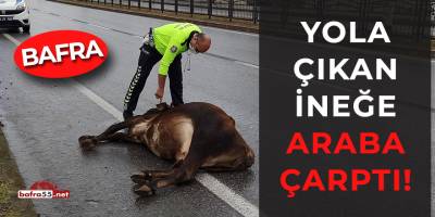 Bafra'da yola çıkan ineğe araba çarptı!