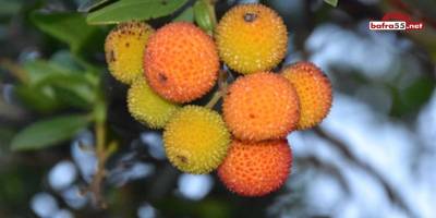 Faydasını bir "Bileydin"