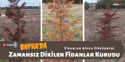 Bafra'da Fidanlar Ağaça Dönüşmedi