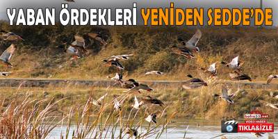 Yaban Ördekleri Kızılırmak Nehrini Mesken Tuttu