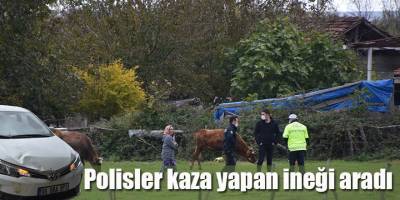 Polisler kaza yapan ineği aradı
