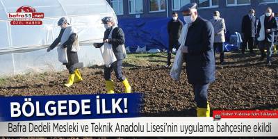 Bölgede ilk defa Bafra'da ekildi!