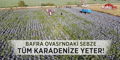 Bafra Ovası'ndaki sebze tüm Karadeniz'e yeter