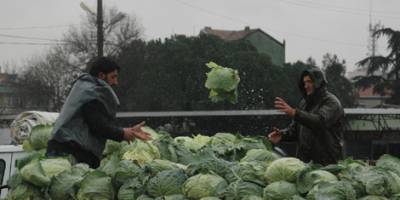Bafra çiftçisi kan ağlıyor