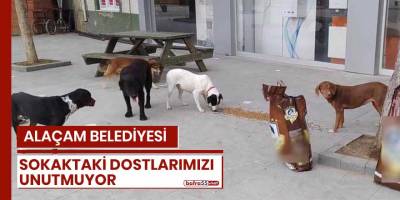 ALAÇAM BELEDİYESİ SOKAKTAKİ DOSTLARIMIZI UNUTMUYOR