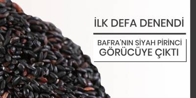 Bafra’nın siyah pirinci görücüye çıktı