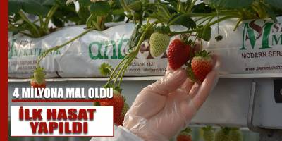 4 Milyona mal olan serada ilk hasat