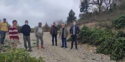 Türkeli’de toplanan defne yaprağı ek gelir sağlıyor