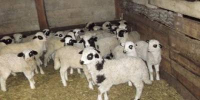 BAFRA KOÇLARINDAN VERİM ALINMASINA BAŞLANDI