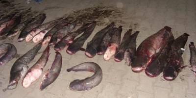 KAÇAK AVLANAN BALIKÇILAR SUÇÜSTÜ YAKALANDI