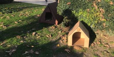 Sinop'ta sokak hayvanları için sıcak yuva