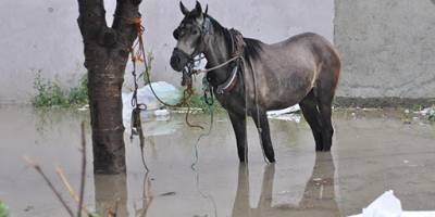 Atlar Sel suyuna kapıldı