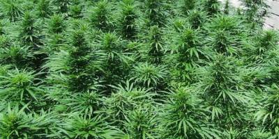 BAFRA’DA HİNT KENEVİRİ ELE GECİRİLDİ